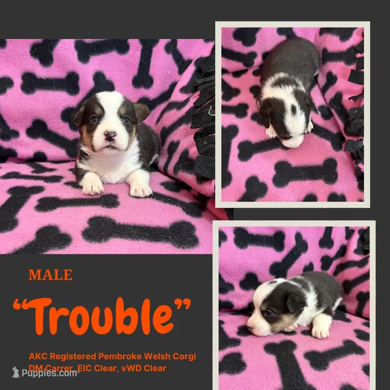 Trouble – Pembroke Welsh Corgi puppy for sale in Rudd, IA