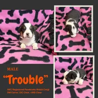 Trouble, a male Pembroke Welsh Corgi for sale in Rudd, IA – 6 of 8