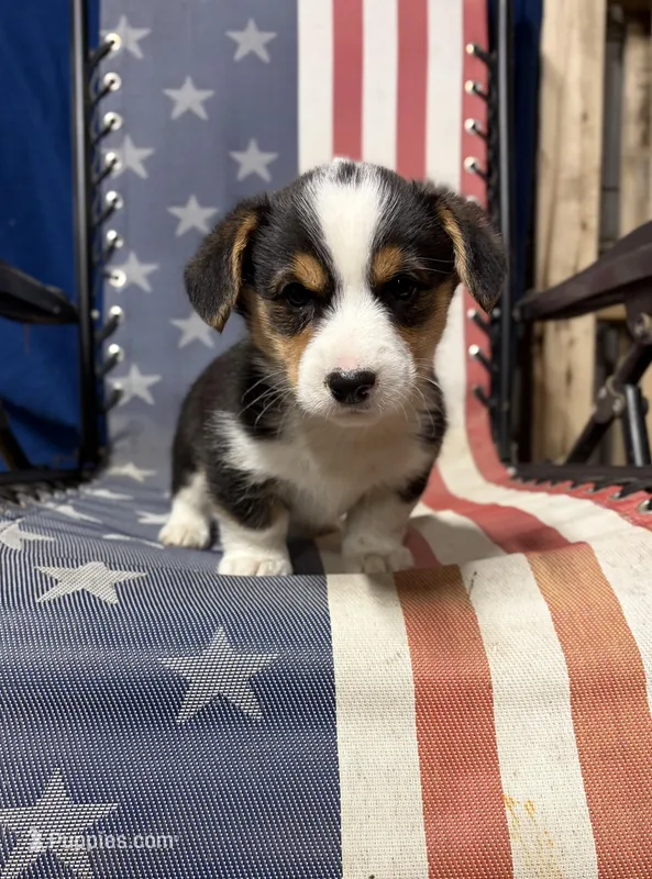 Trouble – Pembroke Welsh Corgi puppy for sale in Rudd, IA