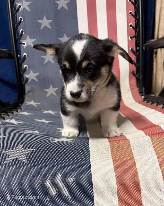 Piper – Pembroke Welsh Corgi puppy for sale in Rudd, IA