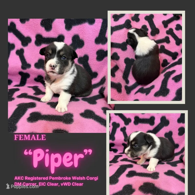 Piper – Pembroke Welsh Corgi puppy for sale in Rudd, IA