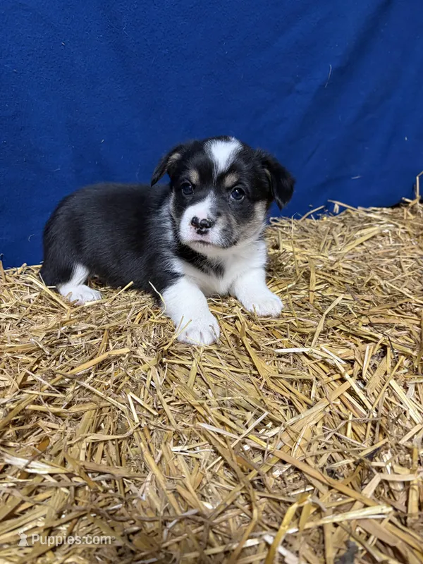 Piper – Pembroke Welsh Corgi puppy for sale in Rudd, IA