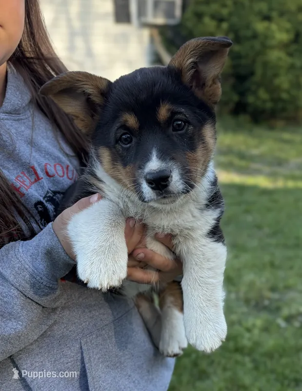 Sniffles  – Pembroke Welsh Corgi puppy for sale in Rudd, IA