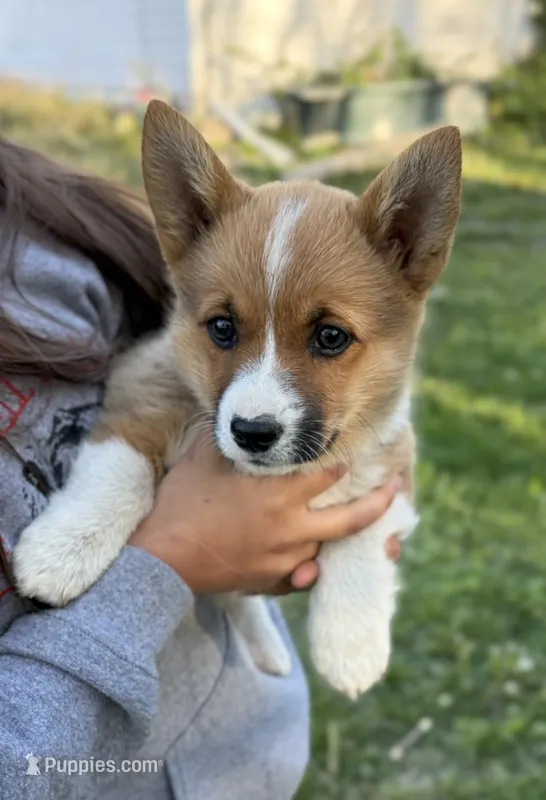 Luna – Pembroke Welsh Corgi puppy for sale in Rudd, IA