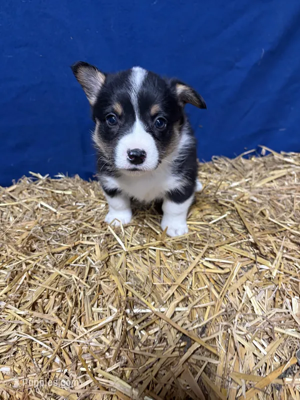 Ava – Pembroke Welsh Corgi puppy for sale in Rudd, IA