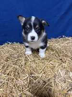 Ava, a female Pembroke Welsh Corgi for sale in Rudd, IA – 4 of 6