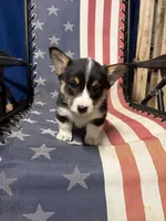 Ava, a female Pembroke Welsh Corgi for sale in Rudd, IA – 2 of 6