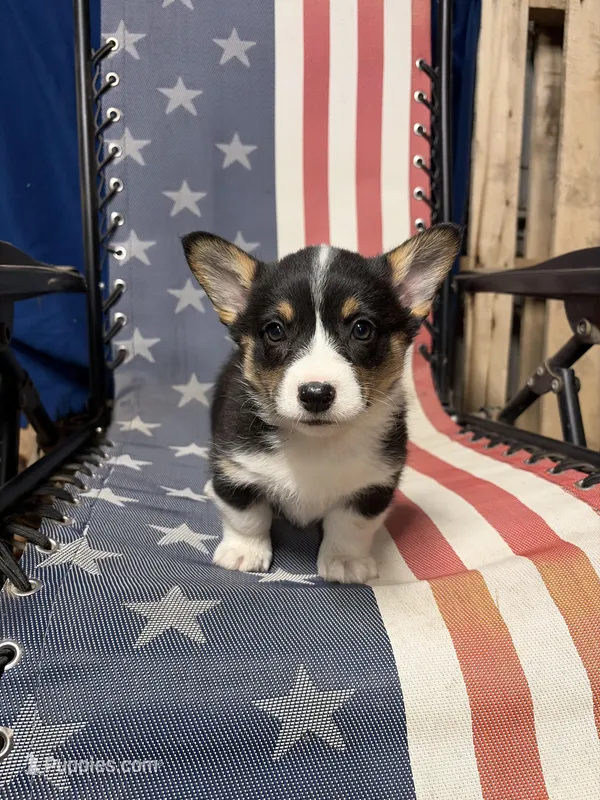 Ava – Pembroke Welsh Corgi puppy on hold in Rudd, IA