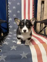 Ava, a female Pembroke Welsh Corgi for sale in Rudd, IA – 1 of 6