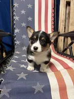 Ava, a female Pembroke Welsh Corgi for sale in Rudd, IA – 3 of 6