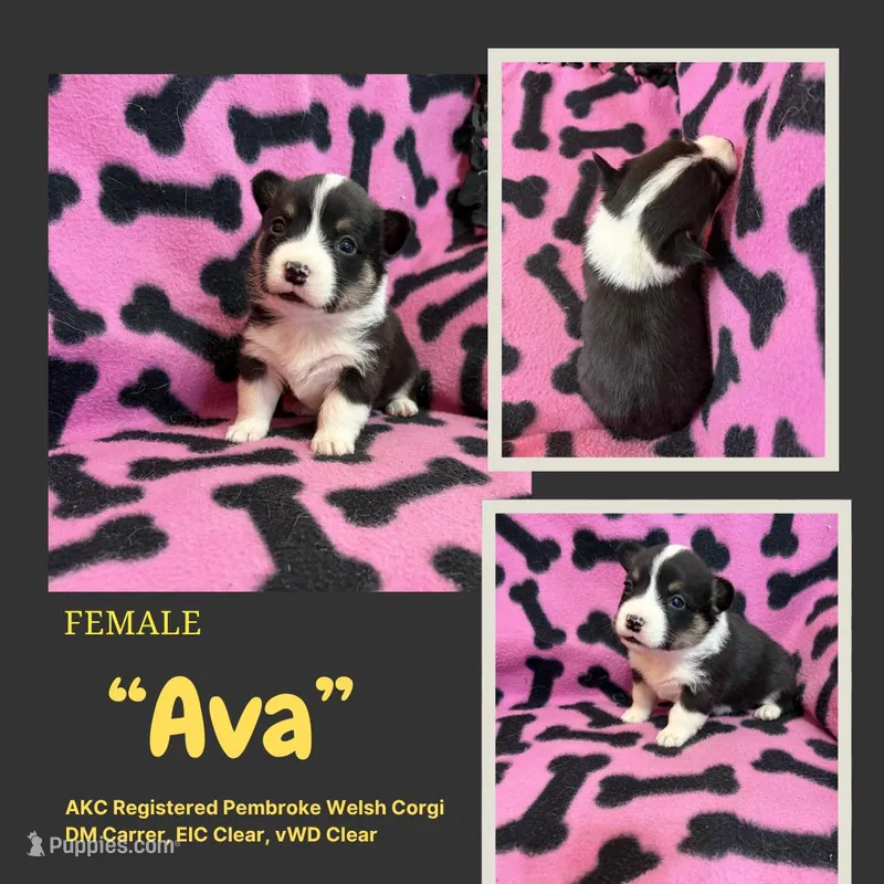 Ava – Pembroke Welsh Corgi puppy for sale in Rudd, IA