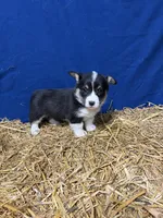 Ava, a female Pembroke Welsh Corgi for sale in Rudd, IA – 5 of 6