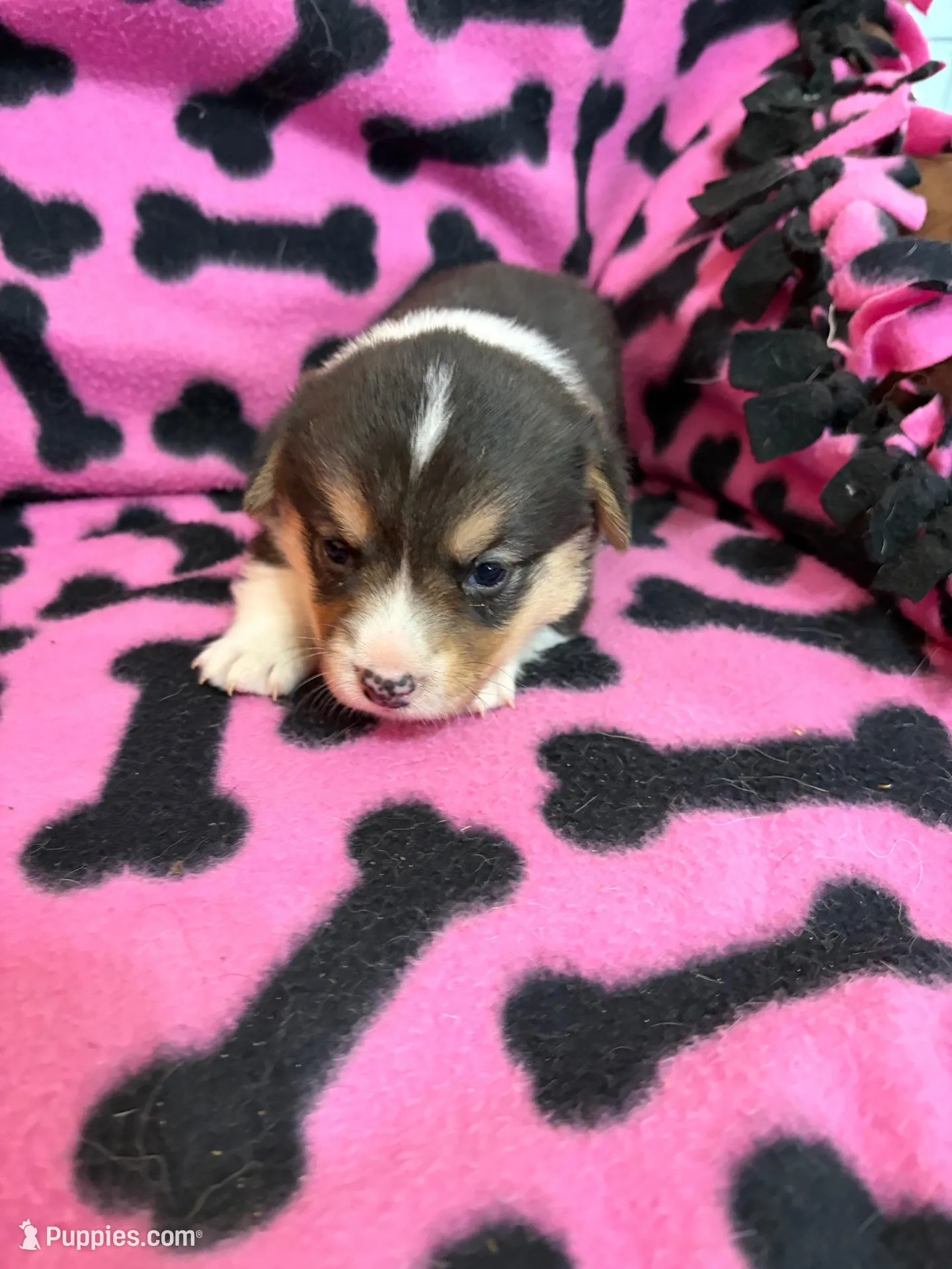 Nacho, a male Pembroke Welsh Corgi for sale in Rudd, IA – Photo 2 of 6