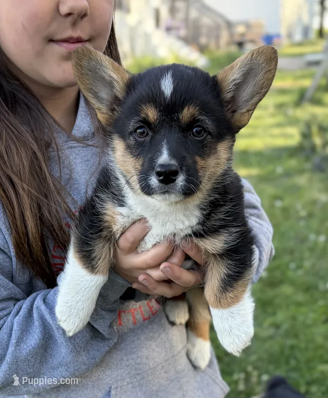 Bella  – Pembroke Welsh Corgi puppy for sale in Rudd, IA