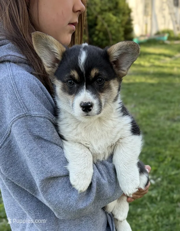Olive – Pembroke Welsh Corgi puppy for sale in Rudd, IA