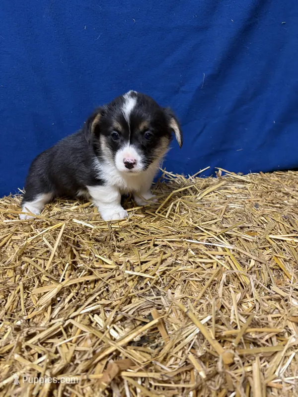 Olive – Pembroke Welsh Corgi puppy for sale in Rudd, IA