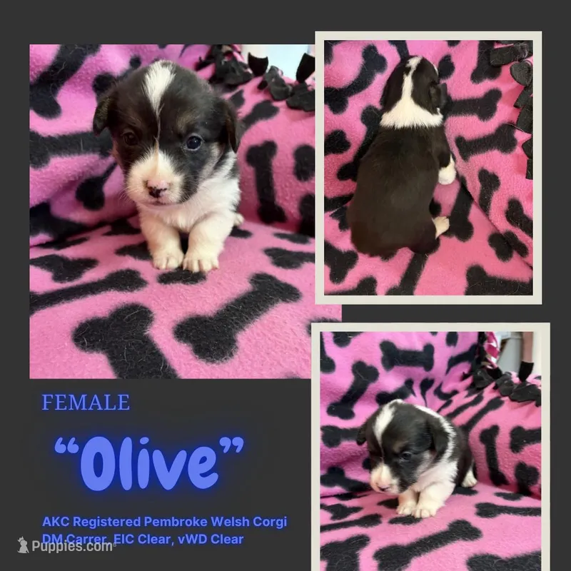Olive – Pembroke Welsh Corgi puppy for sale in Rudd, IA