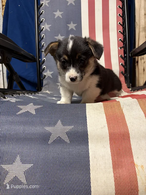 Olive – Pembroke Welsh Corgi puppy for sale in Rudd, IA