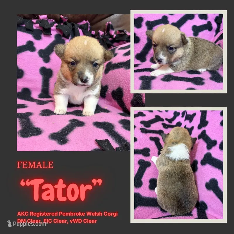 Tator – Pembroke Welsh Corgi puppy for sale in Rudd, IA
