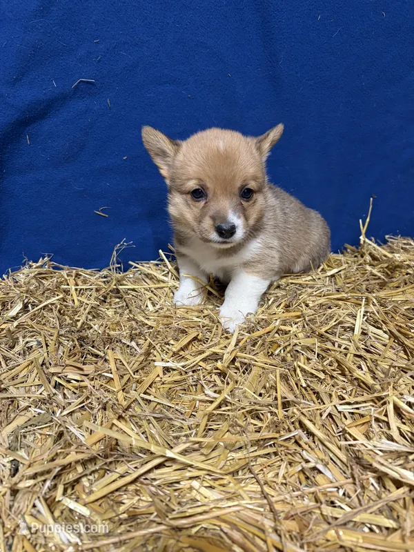 Tator – Pembroke Welsh Corgi puppy for sale in Rudd, IA