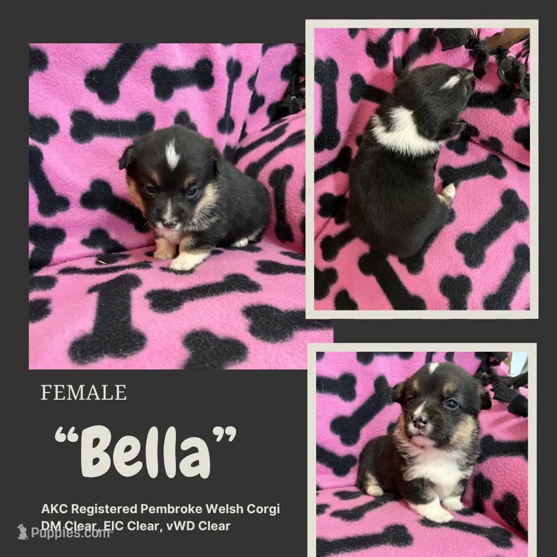 Bella  – Pembroke Welsh Corgi puppy for sale in Rudd, IA