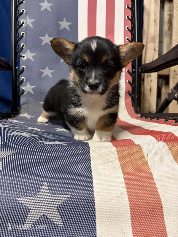Bella  – Pembroke Welsh Corgi puppy for sale in Rudd, IA