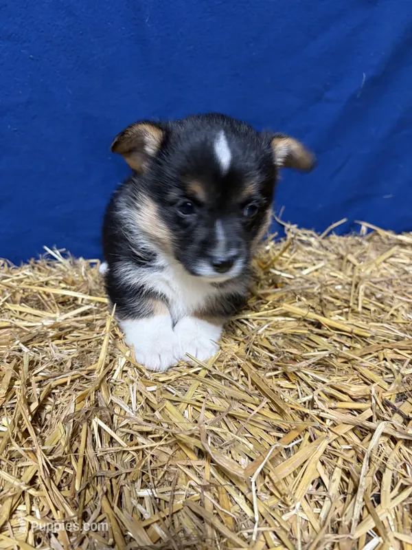 Bella  – Pembroke Welsh Corgi puppy for sale in Rudd, IA