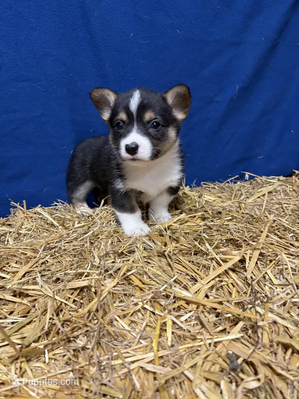 Biscuit – Pembroke Welsh Corgi puppy for sale in Rudd, IA