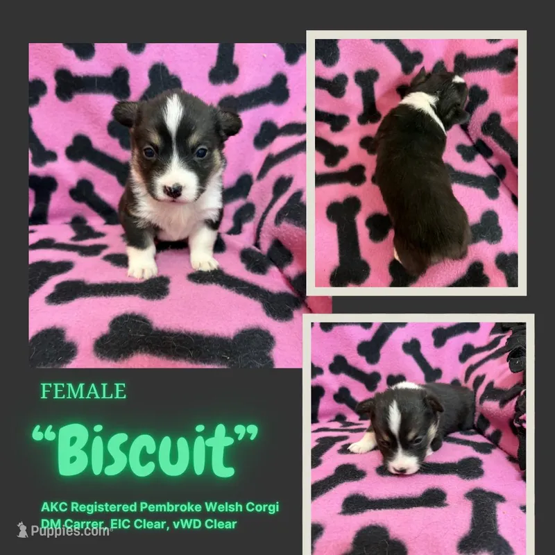 Biscuit – Pembroke Welsh Corgi puppy for sale in Rudd, IA