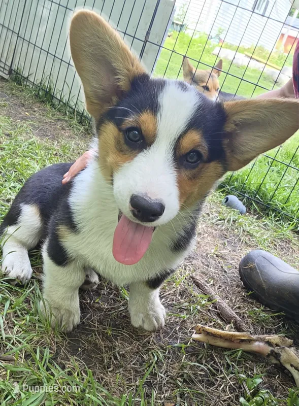 Trouble – Pembroke Welsh Corgi puppy for sale in Rudd, IA