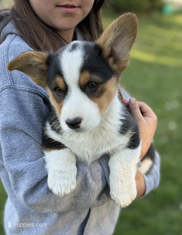 Trouble – Pembroke Welsh Corgi puppy for sale in Rudd, IA