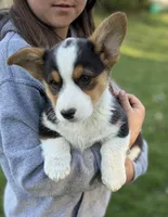 Trouble, a male Pembroke Welsh Corgi for sale in Rudd, IA – 1 of 8