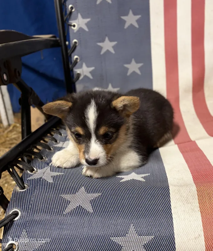Grizzly – Pembroke Welsh Corgi puppy for sale in Rudd, IA