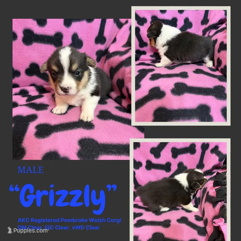 Grizzly – Pembroke Welsh Corgi puppy for sale in Rudd, IA