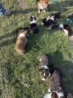 Luna, a female Pembroke Welsh Corgi for sale in Rudd, IA – Photo 7 of 7
