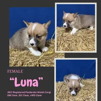Luna, a female Pembroke Welsh Corgi for sale in Rudd, IA – Photo 3 of 7