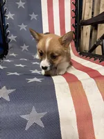 Luna, a female Pembroke Welsh Corgi for sale in Rudd, IA – Photo 2 of 7