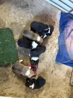 Luna, a female Pembroke Welsh Corgi for sale in Rudd, IA – Photo 6 of 7