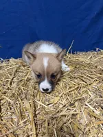 Luna, a female Pembroke Welsh Corgi for sale in Rudd, IA – Photo 5 of 7