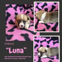 Luna, a female Pembroke Welsh Corgi for sale in Rudd, IA – Photo 4 of 7