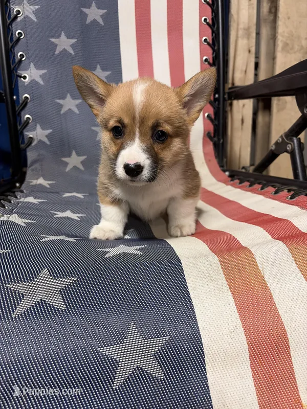 Luna, a female Pembroke Welsh Corgi for sale in Rudd, IA – Photo 1 of 7