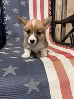 Luna, a female Pembroke Welsh Corgi for sale in Rudd, IA – Photo 1 of 7
