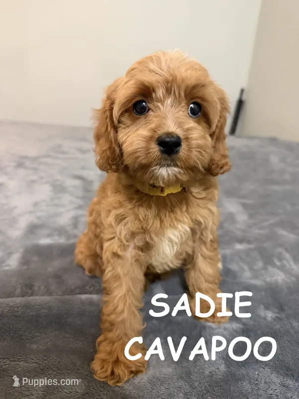 Sadie – Cavapoo puppy for sale in Due West, SC