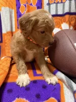 Lily, a female Miniature Goldendoodle for sale in Due West, SC – 5 of 5