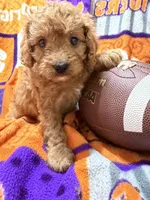 Molly, a female Cavapoo for sale in Due West, SC – 4 of 4