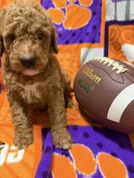 Louie, a male Miniature Goldendoodle for sale in Due West, SC – 3 of 4