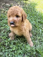 ROSIE F1B, a female Miniature Goldendoodle for sale in Due West, SC – 2 of 5