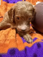 Tank, a male Miniature Goldendoodle for sale in Due West, SC – 4 of 4