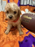 Bella, a female Cavapoo for sale in Due West, SC – 2 of 3