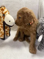 COOPER F1BB, a male Miniature Goldendoodle for sale in Due West, SC – Photo 4 of 5